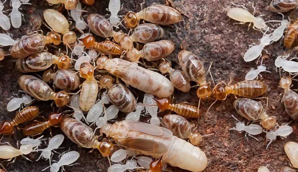 Termite Control